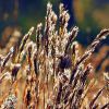 Andropogon Virginicus